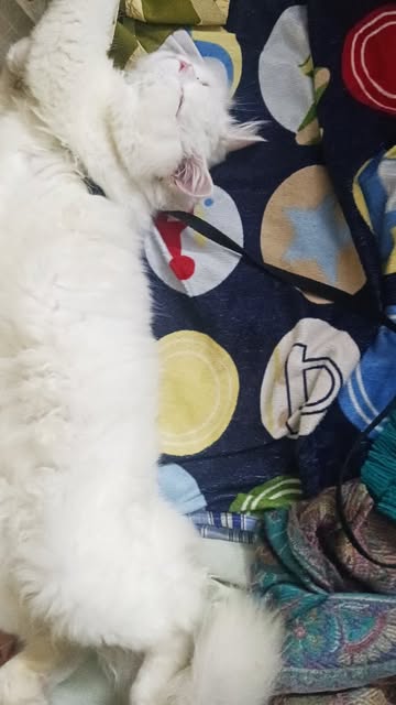 #Pet Treats Reel by @tom.the.persian.billa - "Do your cats love treats this much? 😼
Comment below ⬇👇guyzz.... 💕
#explorepage #viralvideos #reelitfeelit #catsofinstagram #explorepage✨