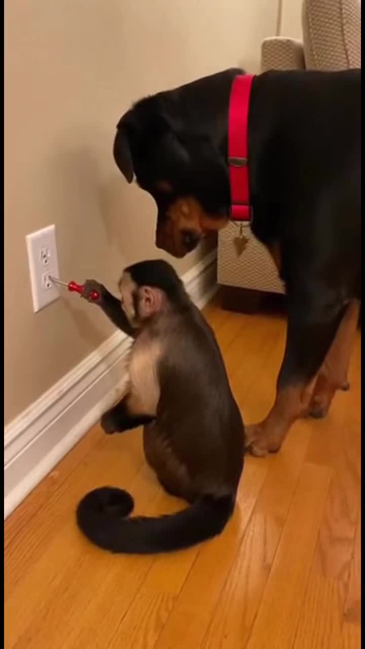 Et encore avec la prise électrique 😭 #singe #monkey #chien #dog #electrocution #saiyan #france #IA