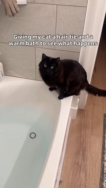 #Cat Reel by @megs.adventurecats (verified account) - Genuinely the weirdest cat ive ever met
Why are you not following???
Hit follow for more Murph content 🤪