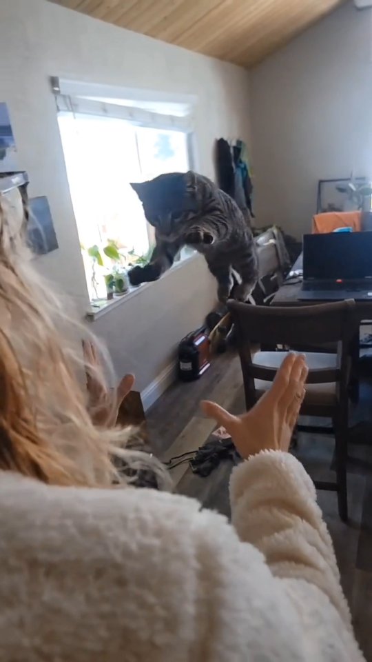 This was the first video I made of Trunks doing his jumps, but i never shared it here! #cat #kitten #catsofinstagram