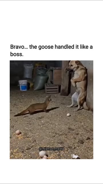 #Dog Reel by @mixmax_media - This viral video depicts a goose fiercely defending its nest of eggs from an approaching dog in a dimly lit barn, with a cat perched nearby as a passi