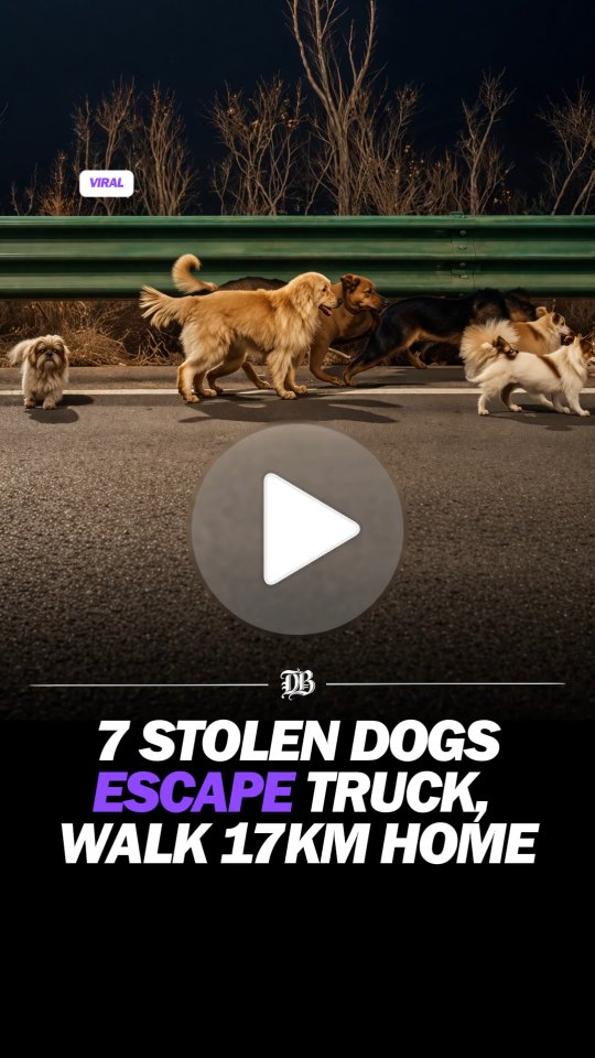 Seven pet dogs, including a German Shepherd, Golden Retriever, and Corgi, were reportedly stolen and loaded onto a moving truck linked to the illegal dog meat trade. The dogs escaped while the vehicle
