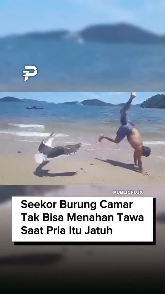 Seekor burung camar menarik perhatian saat terlihat seperti βtertawaβ ketika seorang pria terjatuh. Meski tampak lucu, reaksi tersebut sebenarnya bukan tawa seperti manusia. Burung camar dikenal san