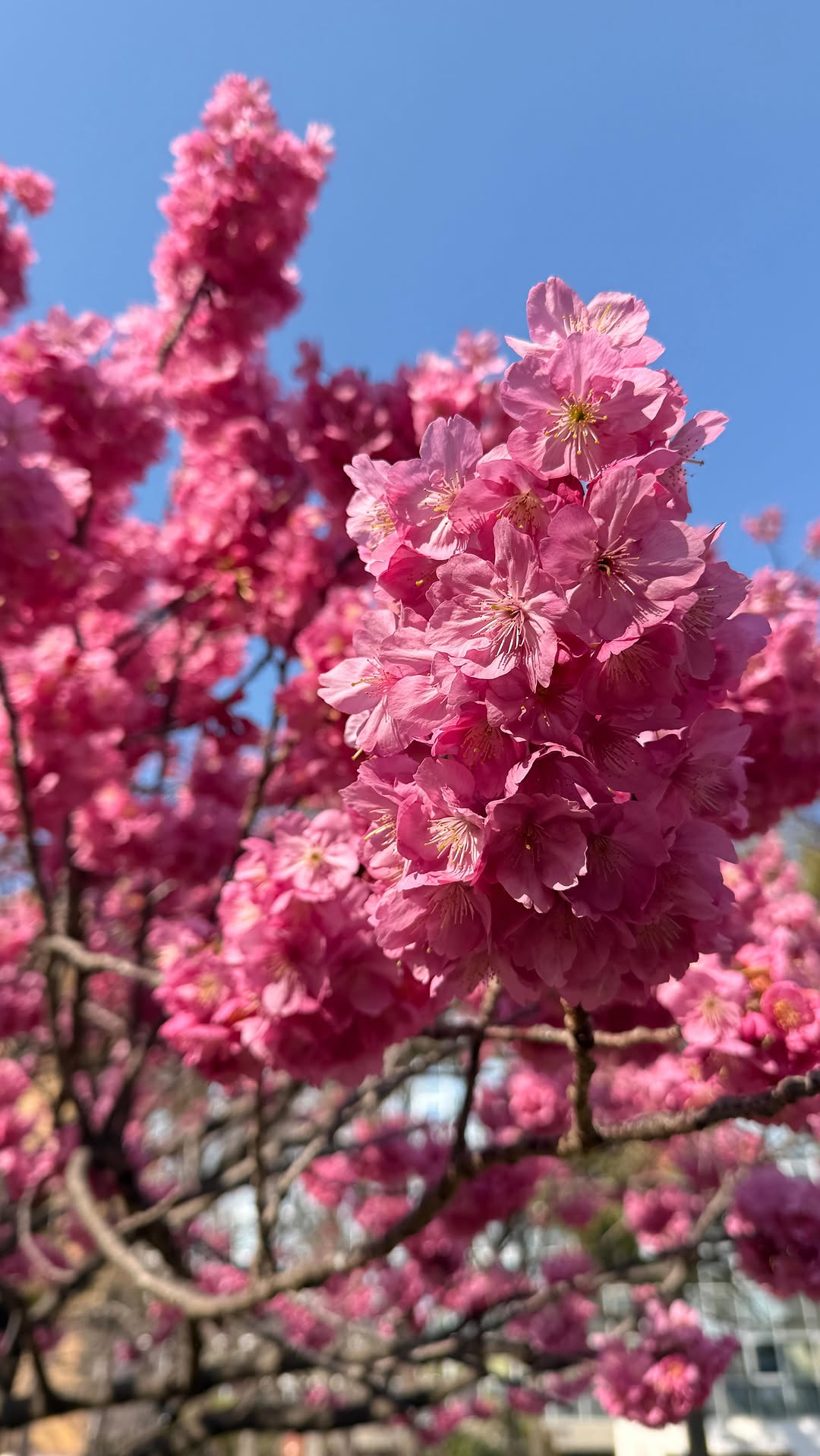 Японские товары для красоты и здоровья женщин изнутри✨ Здесь и коллаген, и плацента, и лактобактерии, и смеси для иммунитета, и продукты для поддержки кишечника! В этом видео показываю 7 японских тов
