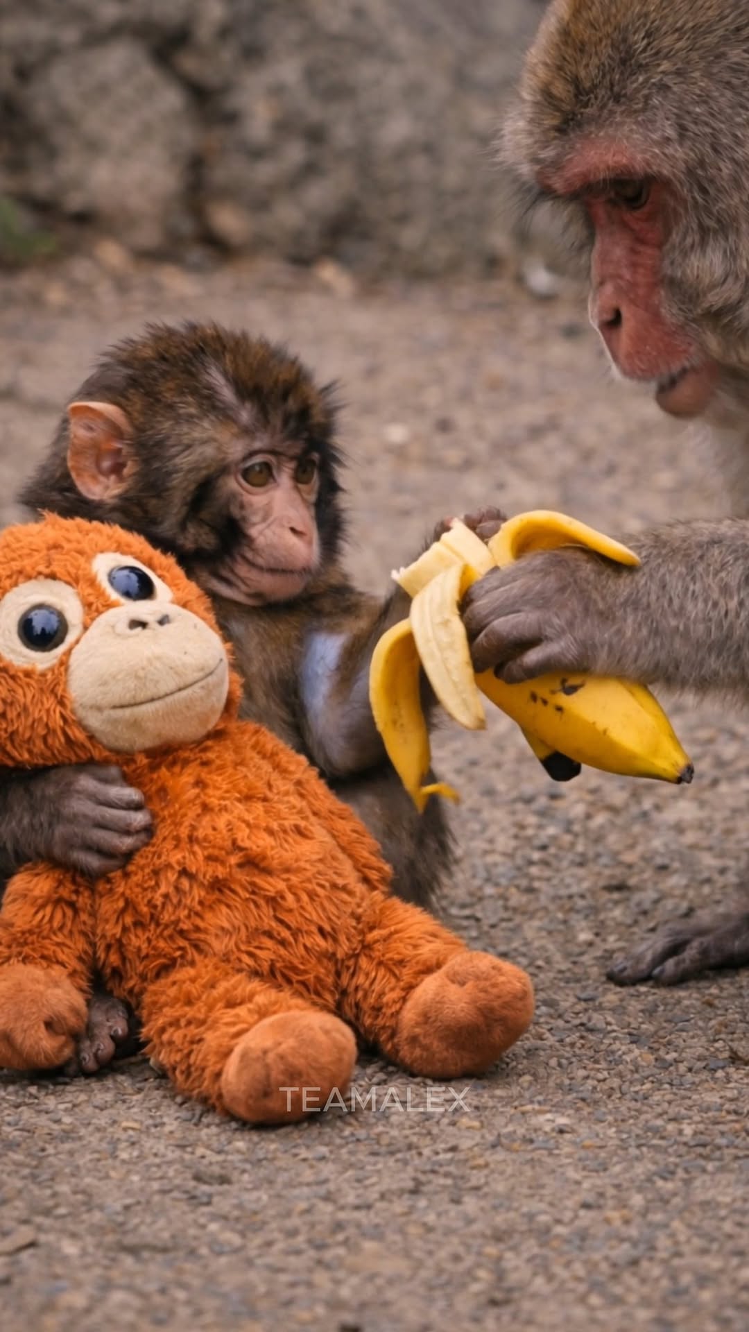 He didnβt have to askβ¦ someone noticed. πππ§‘ Punch sits quietly, holding his orange mama close. No noise. No reaching. Just waiting. Then a bigger macaque comes closerβ¦ and gently feeds him a pi