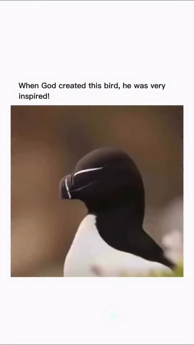 Nature is so perfect that sometimes it seems to design its own icons. The Crested Auklet (Aethia cristatella), this small Arctic bird, is living proof of that. It looks like it came straight out of a