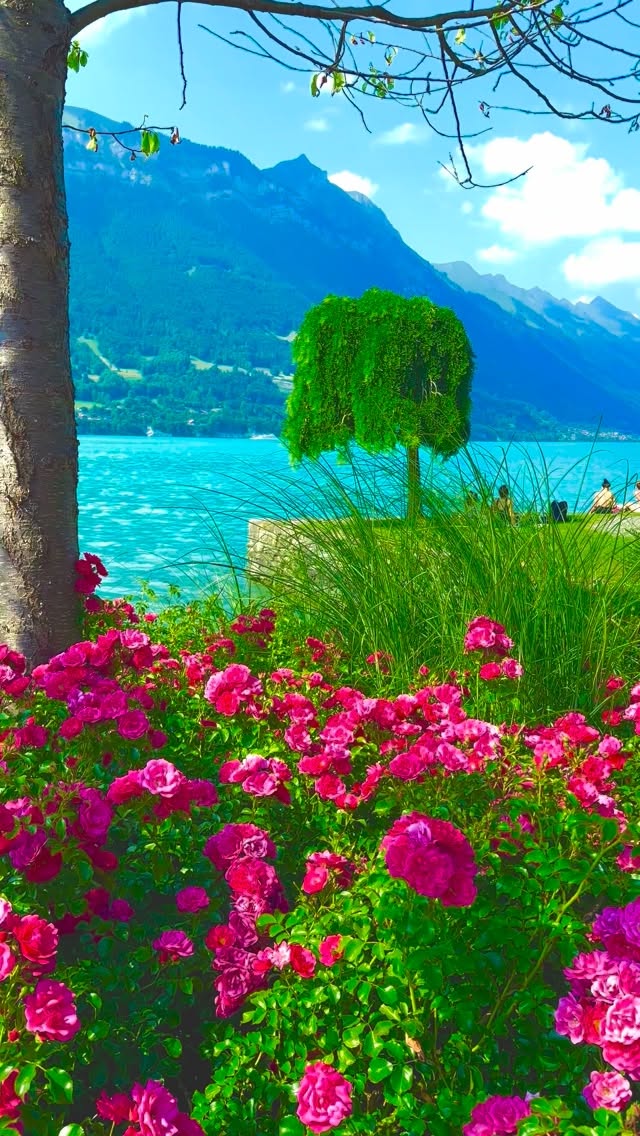 Switzerland 🇨🇭💐🌳🏞️🌞⛰️ Interlaken am See 📍 #switzerland #wanderlust #nature #fotografie #interlaken