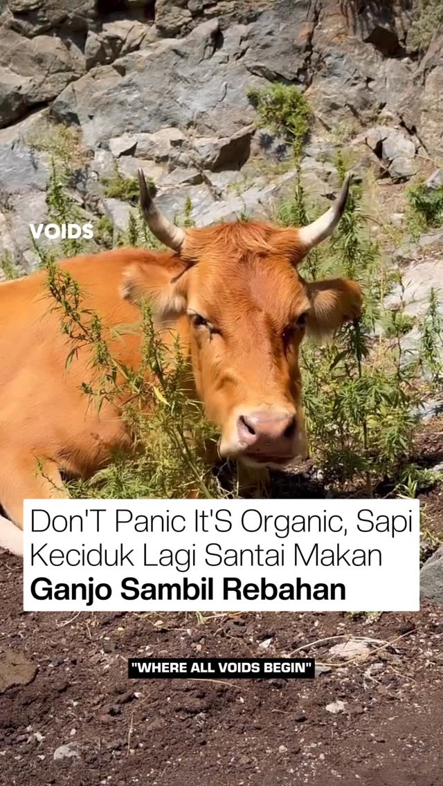 Seorang fotografer menangkap momen tak biasa saat seekor sapi terlihat santai memakan tanaman ganjo di Kyrgyzstan. Rekaman ini langsung viral dan mengundang reaksi beragam dari warganet—mulai dari her