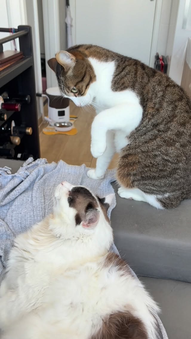 Mais um dia tranquilo por aqui 🙂↔️🐈 #gatos #nhonho #nelson #catlover