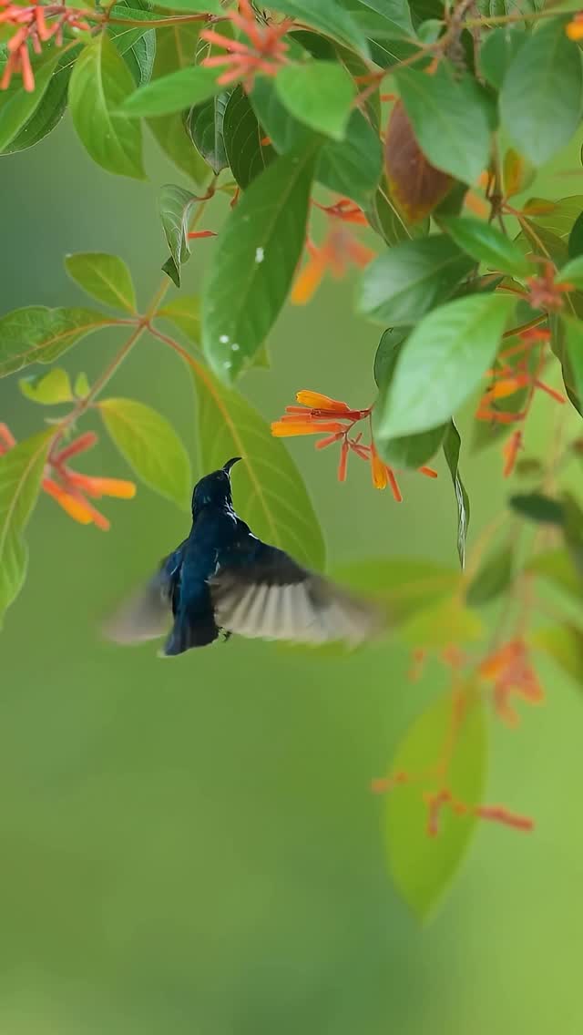 Of wings and petalsโฆ๐ชฝ๐ธ #wildlifephotography #naturephotography #aparupadeyphotography #rรฉel #wildlife Shirt- @clawears Gears- @nikonindiaofficial