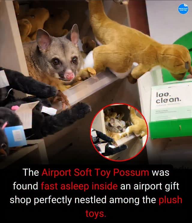A delightful surprise awaited passengers at Hobart #Airport in Tasmania this week when a wild brushtail possum was #discovered resting in a terminal gift #shop. The small #marsupial was first spotted