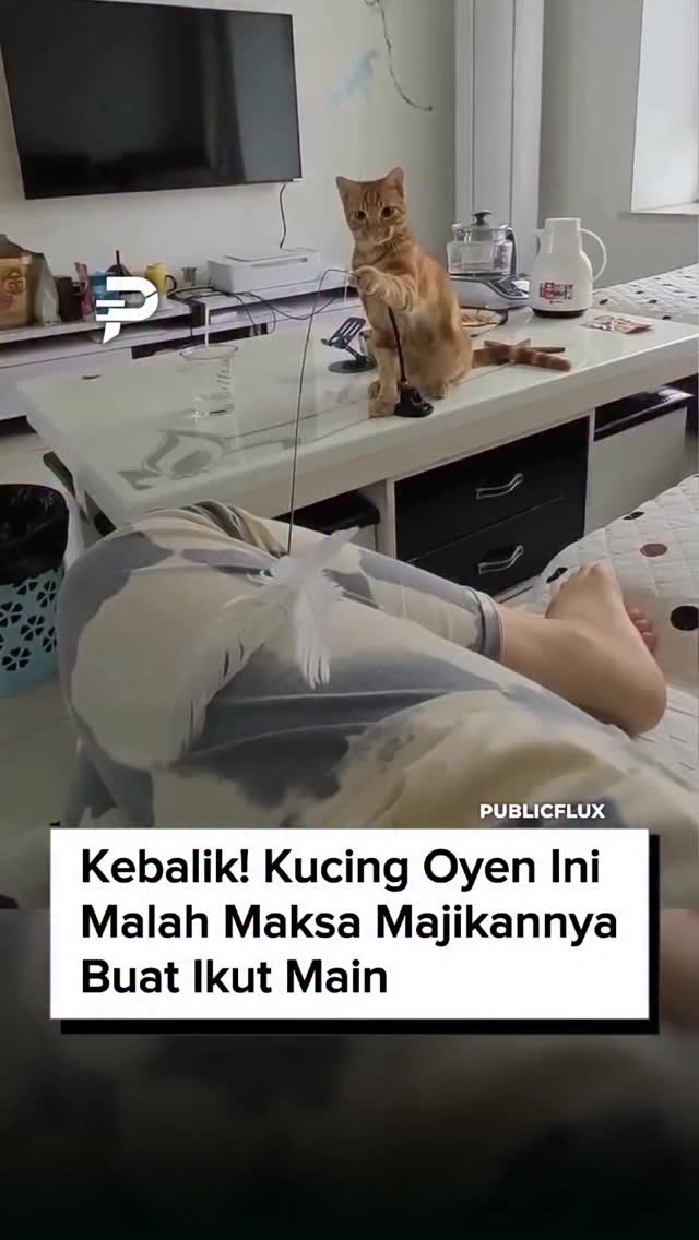 Seekor kucing domestik menunjukkan tingkah tak biasa dengan aktif mengajak majikannya bermain. Ia berulang kali mendorong mainannya ke arah pemiliknya, seolah memberi isyarat bahwa sudah waktunya berm