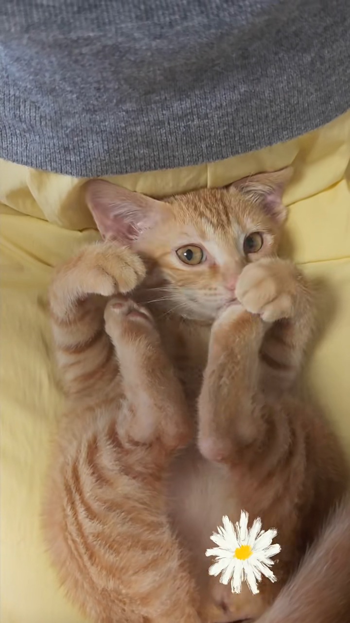 #cutecat #catsofinstagram #instacat #catlover #meow #funnycat #catlife #petsofinstagram #catoftheday #bestmeow #kitty #catstagram #feline #happycat