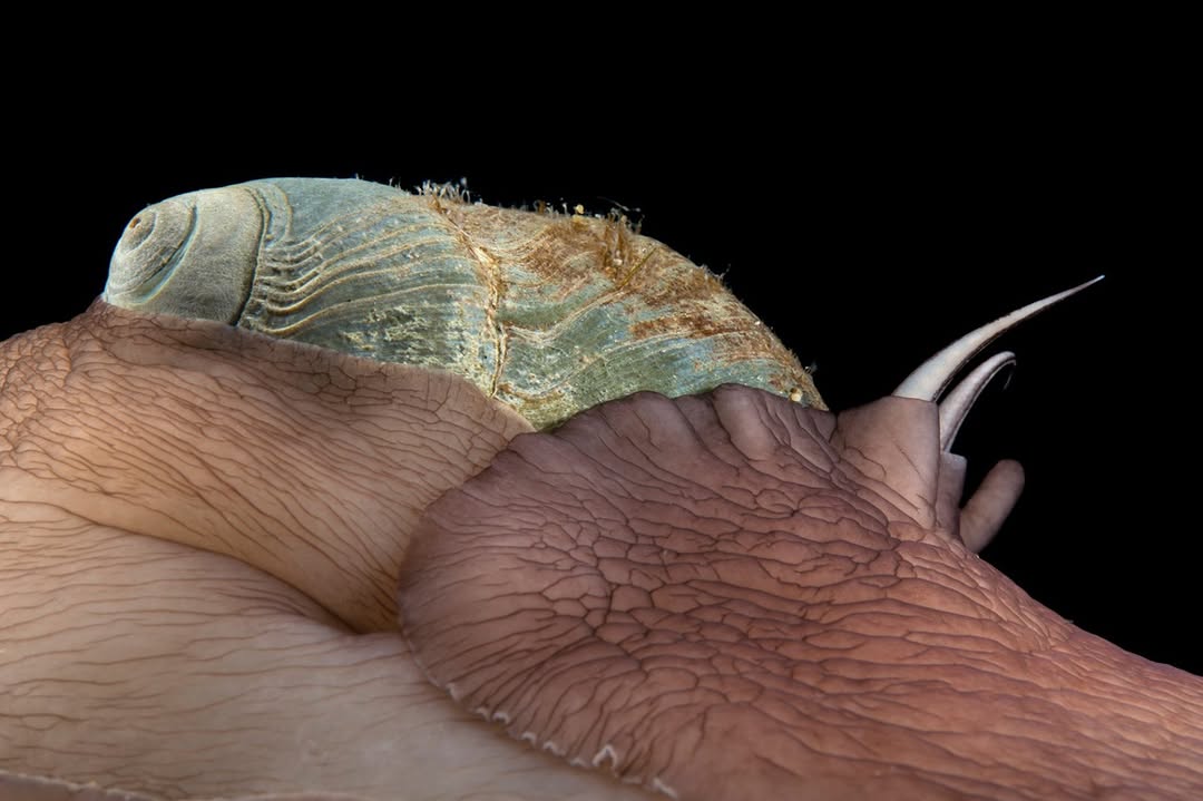 Photos by @joelsartore | It may look as though this Lewisβs moon snail, photographed @montereybayaquarium, is devouring itself, but donβt fret: Thereβs more to this image than meets the eye. These sna