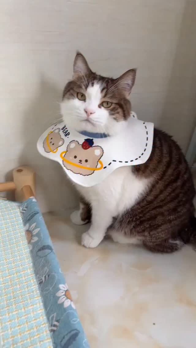 The kitten thinks for a while before drinking water #tabbycat #cat #catlover #meow #cutepets