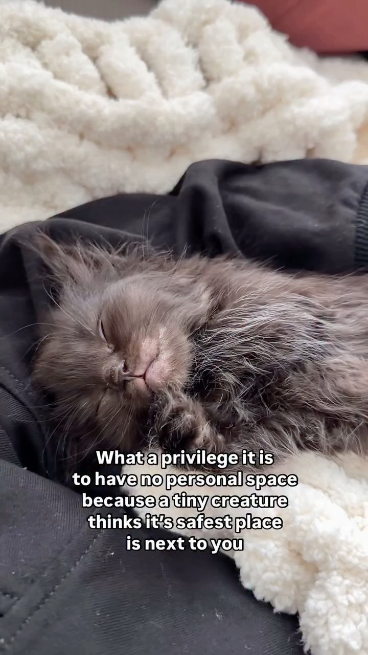 This is my happy place ā¤ļø #cats_of_instagram #kittenlovers #cute #pets #petsofig #petsofinsta #kitten #family #cutecat