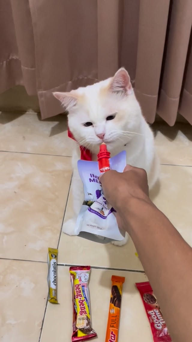 Kuis jajanan versi utih🐱 #kucing #catvideos #kucinglucu #cat #catsmart