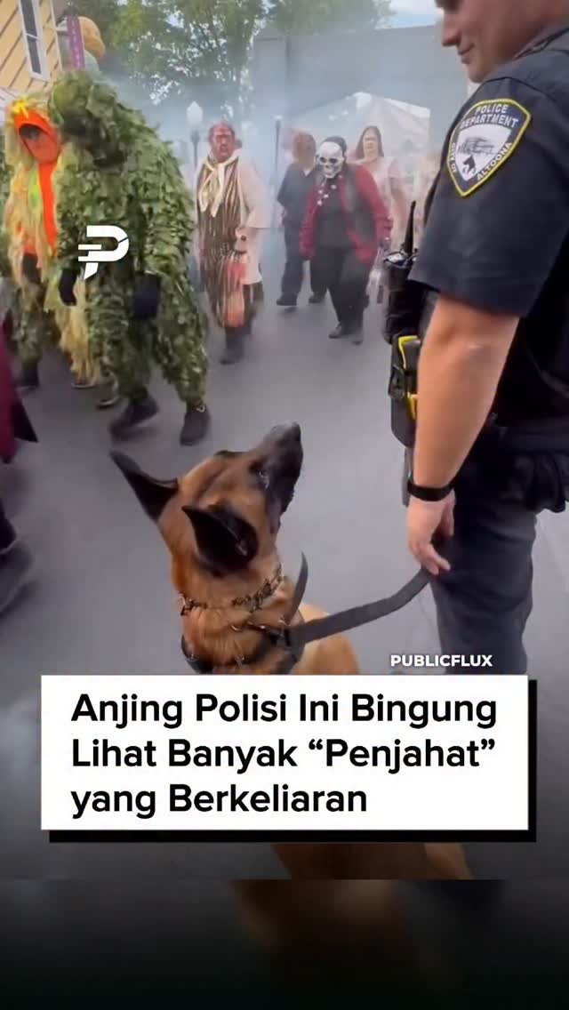 Seekor anjing polisi terlihat kebingungan saat berada di tengah acara Halloween. Di sekitarnya, banyak orang mengenakan kostum menyeramkan yang bagi manusia hanyalah hiburan. Namun bagi anjing terla