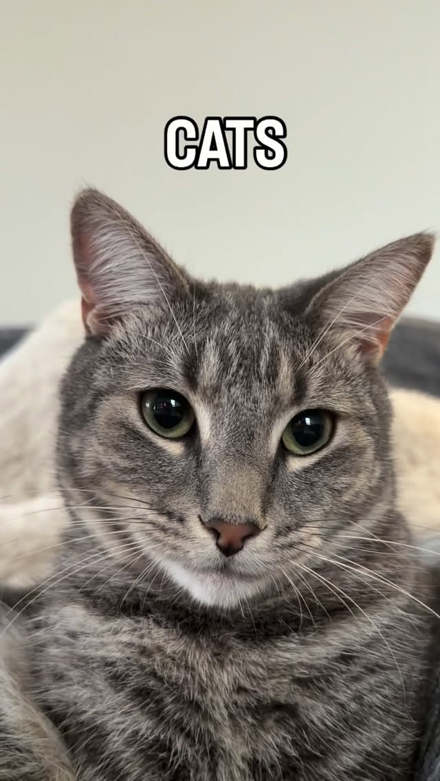 CATS 😸 #catreel #catsarelife #catfunny