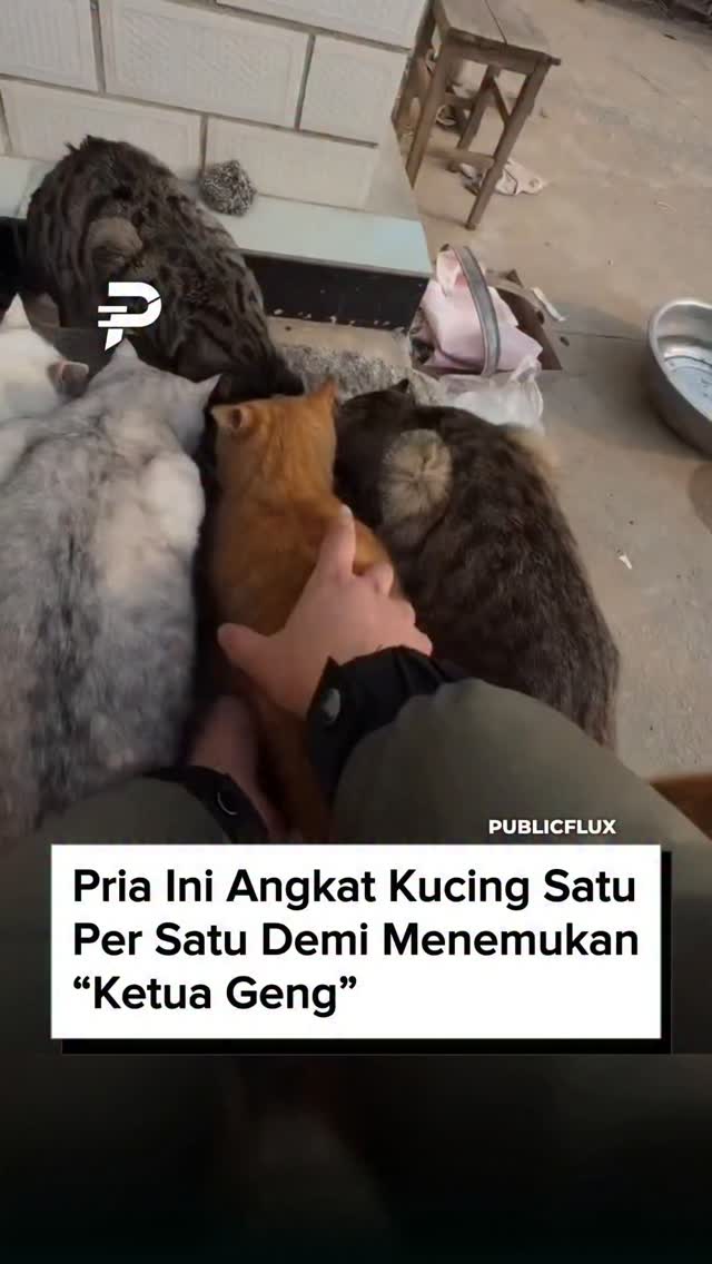 Seorang pria mendatangi sekumpulan kucing domestik yang sedang makan, lalu mulai mengangkat mereka satu per satu. Tujuannya sederhana tapi unik: mencari tahu siapa βketua gengβ di antara mereka. Set