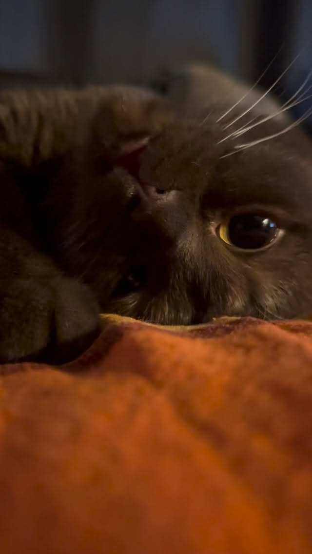 🤎💤 #cat #plushaaa #плюша