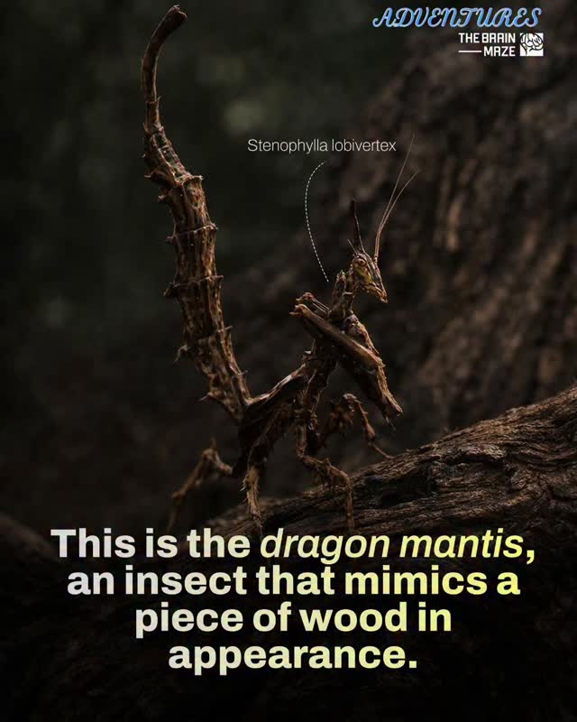 The #dragon #mantis (Stenophylla lobivertex) is a fascinating #insect known for its extraordinary camouflage. Its body closely resembles a dry, twisted #piece of #wood, allowing it to blend seamlessly