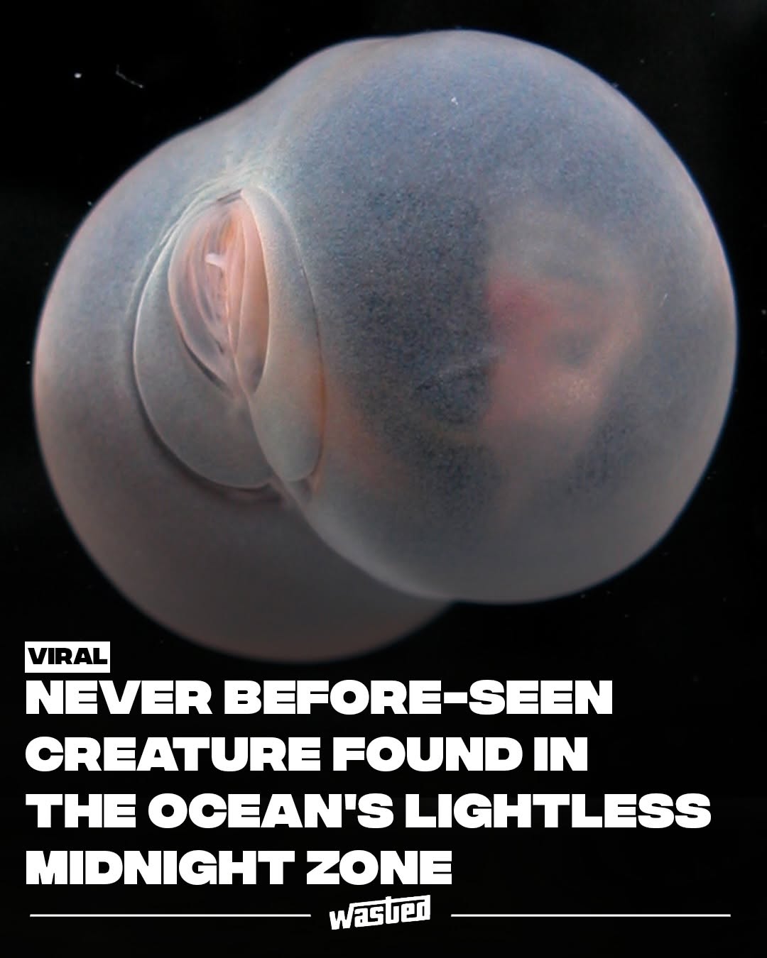 Deep in the oceanβs Midnight Zone, researchers at the Monterey Bay Aquarium Research Institute documented a tiny drifting species that looks almost unreal. Chaetopterus pugaporcinus, nicknamed the pig